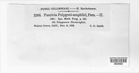 Puccinia polygoni-amphibii image